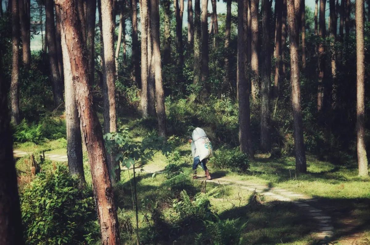 Pine forests of A Luoi