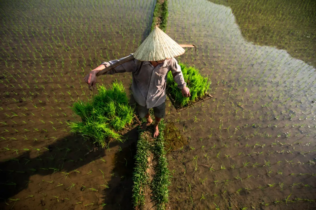 Vietnamese conical hats and traditional landscape