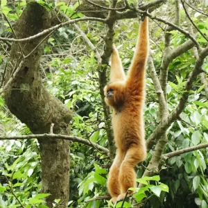 Cuc Phuong National Park