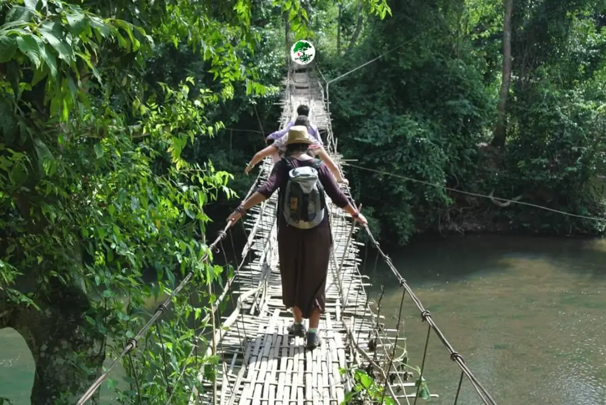 Misty jungle canopy in Nam Ha National Park - Green Travel Laos