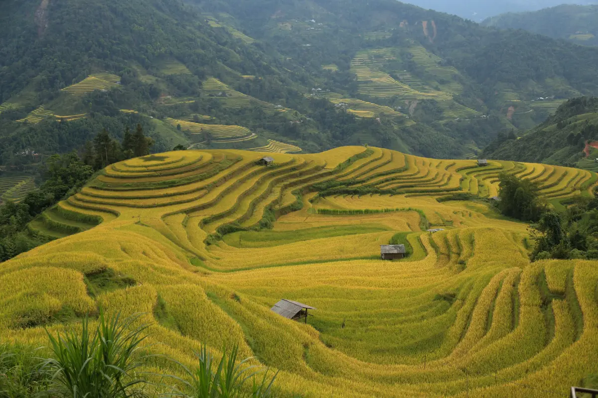 Terraced rice fields in Mu Cang Chai with mountains in background