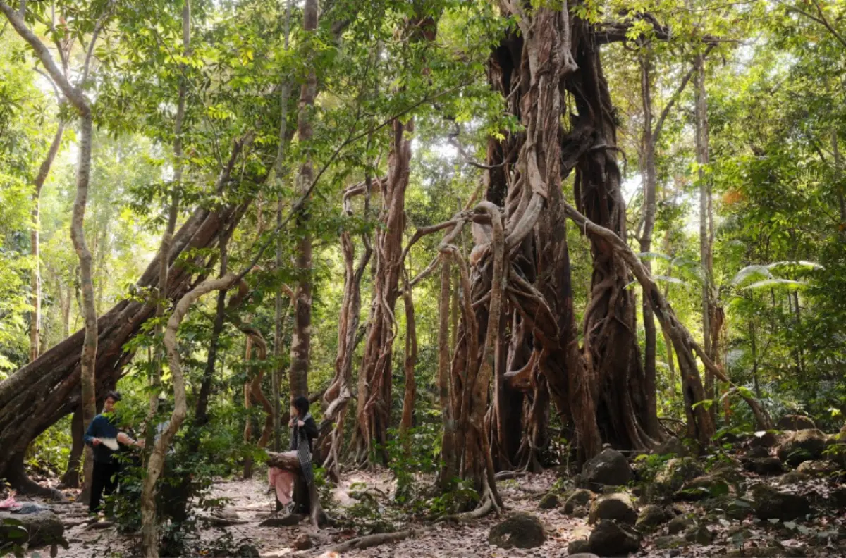 Lush green rainforest path in Nam Cát Tiên National Park, Vietnam