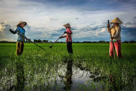 vietnam-rice-fields-farmers